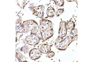 Immunohistochemistry of paraffin-embedded human placenta using MTAP Rabbit mAb (ABIN7268498) at dilution of 1:50 (40x lens). (MTAP anticorps)