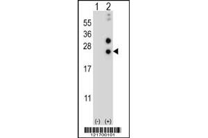 Western blot analysis of CSN1S1 using rabbit polyclonal CSN1S1 Antibody using 293 cell lysates (2 ug/lane) either nontransfected (Lane 1) or transiently transfected (Lane 2) with the CSN1S1 gene. (Casein alpha S1 anticorps  (AA 36-65))
