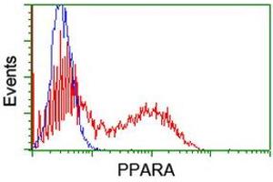 HEK293T cells transfected with either RC216176 overexpress plasmid (Red) or empty vector control plasmid (Blue) were immunostained by anti-PPARA antibody (ABIN2455022), and then analyzed by flow cytometry. (PPARA anticorps  (AA 145-420))