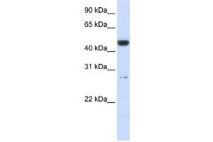 Western Blotting (WB) image for anti-6-phosphogluconolactonase (PGLS) antibody (ABIN2460062) (PGLS anticorps)