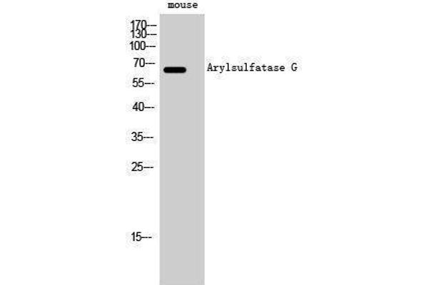 ARSG anticorps  (Internal Region)