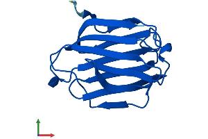 AlphaFold protein structure predicition of Human Recombinant LGALS13 Protein, UniprotID Q9UHV8