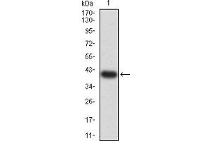 Western blot analysis using BATF mAb against human BATF (AA: 1-126) recombinant protein.