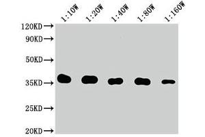 Western Blot Positive WB detected in: 10 ng Flag Tag fusion protein Flag Tag antibody at 1:100000, 1:200000, 1:400000, 1:800000, 1:1600000 Secondary Goat polyclonal to mouse IgG at 1/50000 dilution Predicted band size: 35 kDa Observed band size: 35 kDa (DYKDDDDK Tag anticorps)