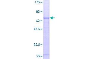 Image no. 1 for Complement Component 5a Receptor 1 (C5AR1) (AA 1-350) protein (GST tag) (ABIN1347568)