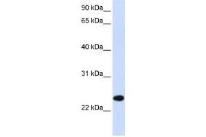 Western Blotting (WB) image for anti-Paired Immunoglobin-Like Type 2 Receptor beta (PILRB) antibody (ABIN2459063) (PILRB anticorps)