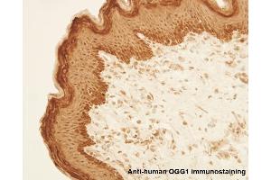 Image no. 4 for anti-8-Oxoguanine DNA Glycosylase (OGG1) (AA 1-100), (N-Term) antibody (ABIN363384)