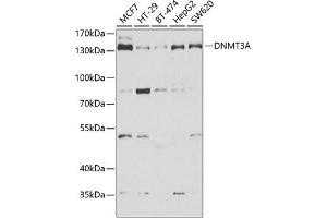 Western blot analysis of extracts of various cell lines, using DNMT3A antibody (ABIN6130285, ABIN6139748, ABIN6139750 and ABIN6222162) at 1:1000 dilution. (DNMT3A anticorps  (AA 500-700))