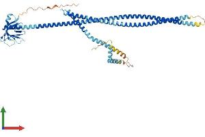 AlphaFold protein structure predicition of Human Recombinant PLEKHD1 Protein, UniprotID A6NEE1