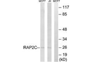 Western blot analysis of extracts from Jurkat/MCF-7 cells, using RAP2C Antibody. (RAP2C anticorps  (AA 97-146))