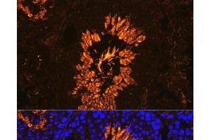 Immunofluorescence analysis of Mouse testis using AKAP4 Polyclonal Antibody at dilution of 1:100.