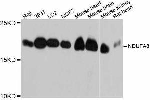 Western blot analysis of extracts of various cell lines, using NDUFA8 antibody.