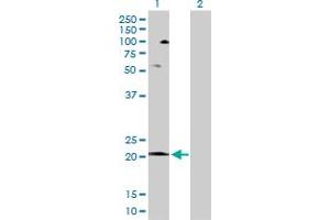 Western Blot analysis of COX5A expression in transfected 293T cell line by COX5A MaxPab polyclonal antibody. (COX5A anticorps  (AA 1-150))