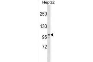 Western Blotting (WB) image for anti-AT Rich Interactive Domain 5B (MRF1-Like) (ARID5B) antibody (ABIN2999466) (ARID5B anticorps)