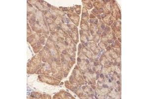 Immunohistochemistry analysis of paraffin-embedded mouse pancreas using,RPL10 (ABIN7075428) at dilution of 1: 4000