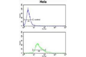 Flow cytometry analysis of Hela cells (bottom histogram) compared to a negative control cell (top histogram) using Glutathione peroxidase 1 / GPX1  Antibody (C-term), followed by FITC-conjugated goat-anti-rabbit secondary antibodies.