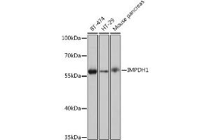 Western blot analysis of extracts of various cell lines, using IMPDH1 Rabbit pAb (ABIN7267878) at 1:1000 dilution. (IMPDH1 anticorps  (AA 434-563))