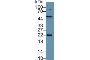 Western Blot; Sample: Porcine Liver lysate; Primary Ab: 1µg/ml Rabbit Anti-Porcine CRP Antibody Second Ab: 0. (CRP anticorps  (AA 20-222))