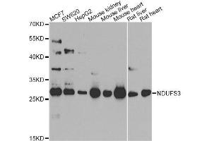 Western blot analysis of extracts of various cell lines, using NDUFS3 antibody. (NDUFS3 anticorps  (AA 37-264))