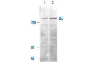 Immunoblotting of MTOR (phospho S2448) polyclonal antibody  is shown to detect a 250 kDa band (indicated) corresponding to phosphorylated human MTOR present in a 293T whole cell lysates. (MTOR anticorps  (pSer2448))