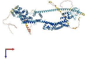 AlphaFold protein structure predicition of Human Recombinant DAAM1 Protein, UniprotID Q9Y4D1