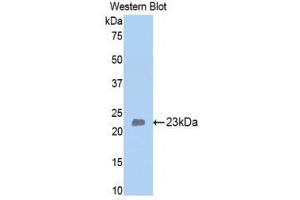 Western Blotting (WB) image for anti-Bone Morphogenetic Protein 4 (BMP4) (AA 209-392) antibody (ABIN1858154) (BMP4 anticorps  (AA 209-392))