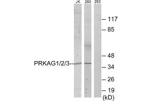 Western blot analysis of extracts from Jurkat cells and 293 cells, using PRKAG1/2/3 antibody. (PRKAG1/2/3 anticorps  (Internal Region))