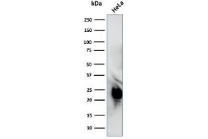 Western Blot Analysis of HeLa cell lysate using Glyoxalase 1 (GLO1) Mouse Monoclonal Antibody (CPTC-GLO1-1). (GLO1 anticorps)