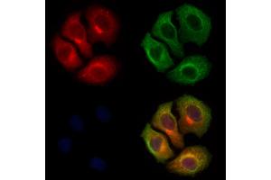 ABIN7094078 and ABIN7098122 staining Hela cells by IF/ICC.