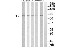 Western Blotting (WB) image for anti-Follistatin (FST) (Internal Region) antibody (ABIN1852807) (Follistatin anticorps  (Internal Region))