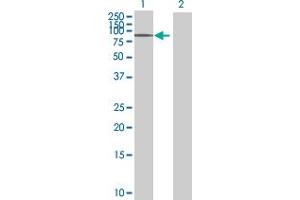 Western Blot analysis of ITFG3 expression in transfected 293T cell line ( H00083986-T01 ) by ITFG3 MaxPab polyclonal antibody.