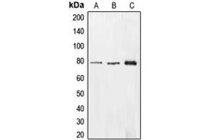 Western blot analysis of EHHADH expression in HepG2 (A), HEK293T (B), A549 (C) whole cell lysates.