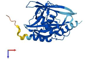 AlphaFold protein structure predicition of Mouse Recombinant Nudt7 Protein, UniprotID Q99P30
