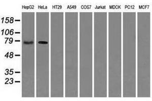 Image no. 3 for anti-RalA Binding Protein 1 (RALBP1) antibody (ABIN1500587)