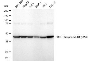 Western blotting analysis using Phospho-MEK1 (S298) antibody (ABIN7799462). (Recombinant MEK1 anticorps  (pSer298))