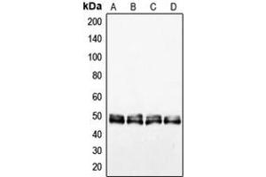 Western blot analysis of VASP expression in HEK293T (A), HepG2 (B), NIH3T3 (C), PC12 (D) whole cell lysates. (VASP anticorps  (Center))