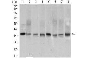 Western blot analysis using PCNA mouse mAb against A431 (1), HEK293 (2), HeLa (3), HepG2 (4), Raji (5), MOLT4 (6), COS7 (7), and MCF-7 (8) cell lysate. (PCNA anticorps  (AA 53-196))