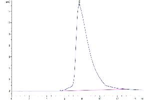 The purity of Human CD94 is greater than 95 % as determined by SEC-HPLC.
