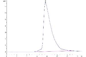 The purity of Human CD94 is greater than 95 % as determined by SEC-HPLC. (CD94 Protein (AA 34-179) (His-Avi Tag))