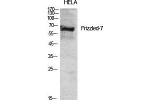 Western Blot (WB) analysis of specific cells using Frizzled-7 Polyclonal Antibody.
