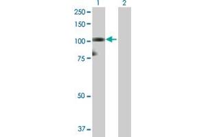 Western Blot analysis of HNRNPUL1 expression in transfected 293T cell line by HNRNPUL1 MaxPab polyclonal antibody.