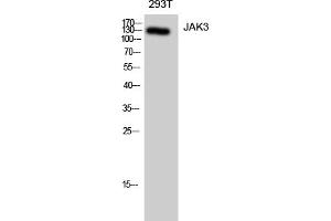 Western Blotting (WB) image for anti-Janus Kinase 3 (JAK3) (Tyr785) antibody (ABIN5959635) (JAK3 anticorps  (Tyr785))
