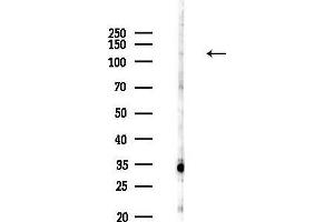 anti-Selectin P Ligand (SELPLG) (N-Term) antibody