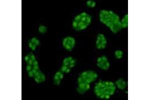 Immunocytochemistry (ICC) image for anti-Histone Cluster 1, H3f (HIST1H3F) (meLys4) antibody (ABIN1854944) (HIST1H3F anticorps  (meLys4))