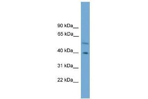 Western Blot showing CLUAP1 antibody used at a concentration of 1-2 ug/ml to detect its target protein. (CLUAP1 anticorps  (C-Term))