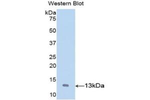 Western Blotting (WB) image for anti-Von Willebrand Factor (VWF) (AA 269-367) antibody (ABIN1860955) (VWF anticorps  (AA 269-367))