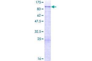 Image no. 1 for Zinc Finger Protein 254 (ZNF254) (AA 1-659) protein (GST tag) (ABIN1326025)
