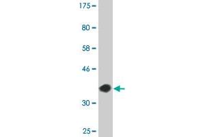 Western Blot detection against Immunogen (36. (CREB5 anticorps  (AA 1-99))
