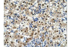 Image no. 1 for anti-Glycerophosphodiester Phosphodiesterase 1 (GDE1) (AA 42-91) antibody (ABIN6738331)