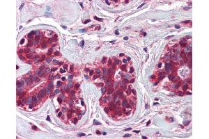 anti-Checkpoint with Forkhead and Ring Finger Domains (CHFR) (N-Term) antibody